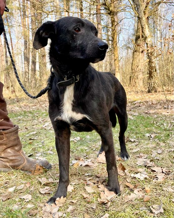 SOŁTYS - 1,5roczny psiak jeszcze nie zaznał dobra