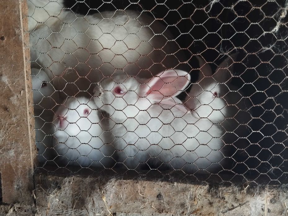 Coelhos Brancos