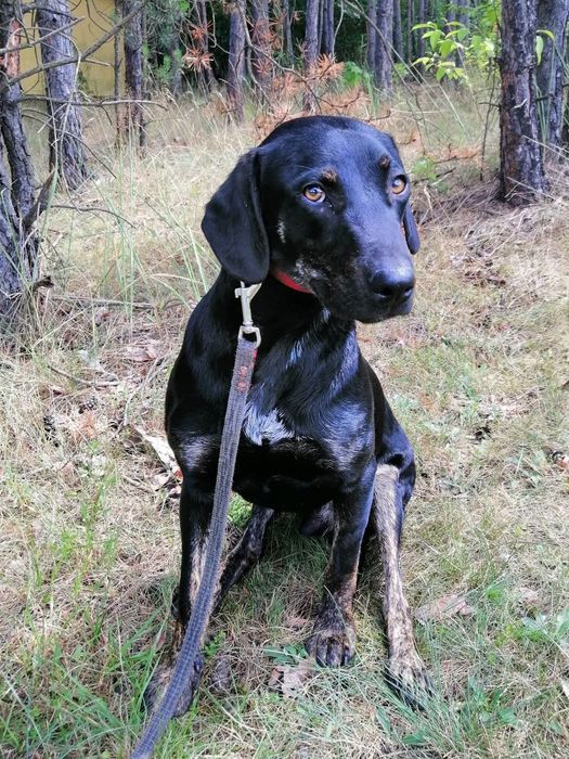 OGNIK młody wesoły pies w typie gończego poleca się do adopcji