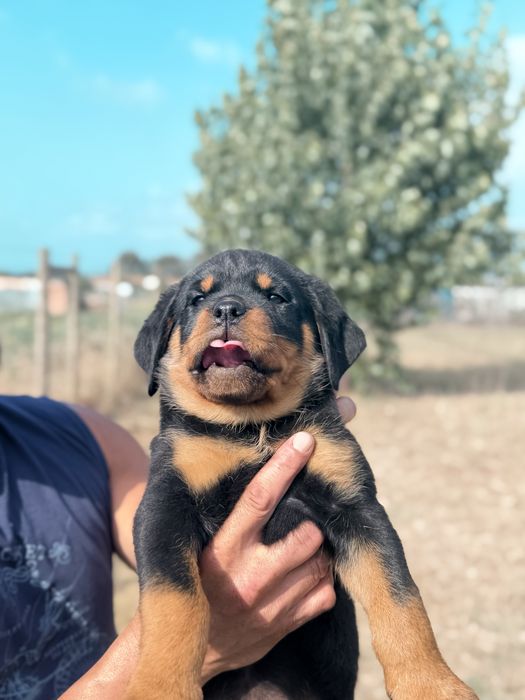 Rottweiler com LOP – Excelente Linhagem
