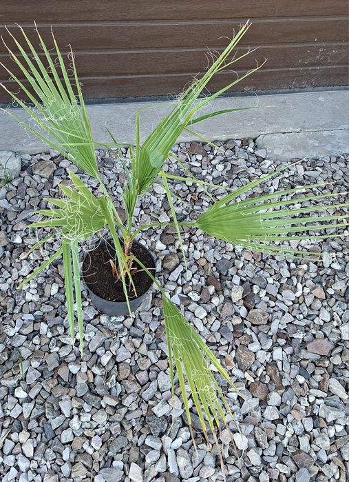 Palma Washingtonia robusta.