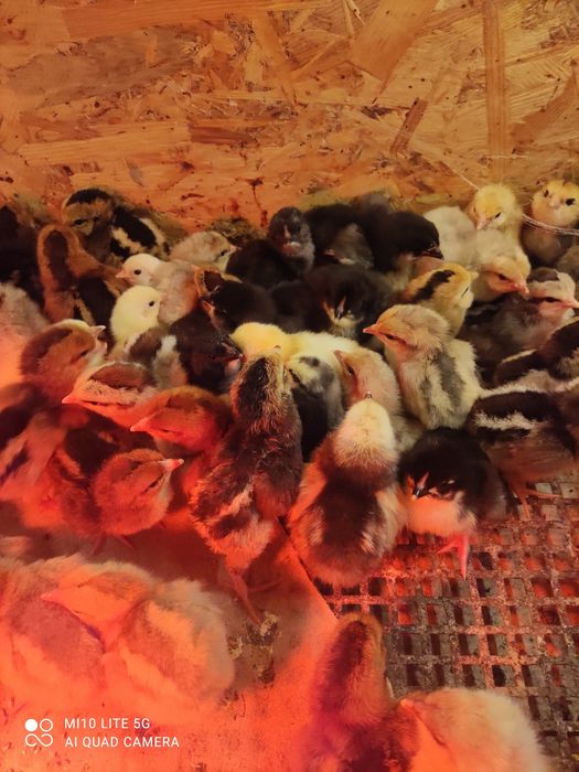 Witam serdecznie mam do sprzedania pisklęta kury ozdobnych  17zl