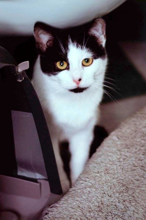 Cynka kotka do adopcji czarno biała ze schroniska śliczna kot malutka