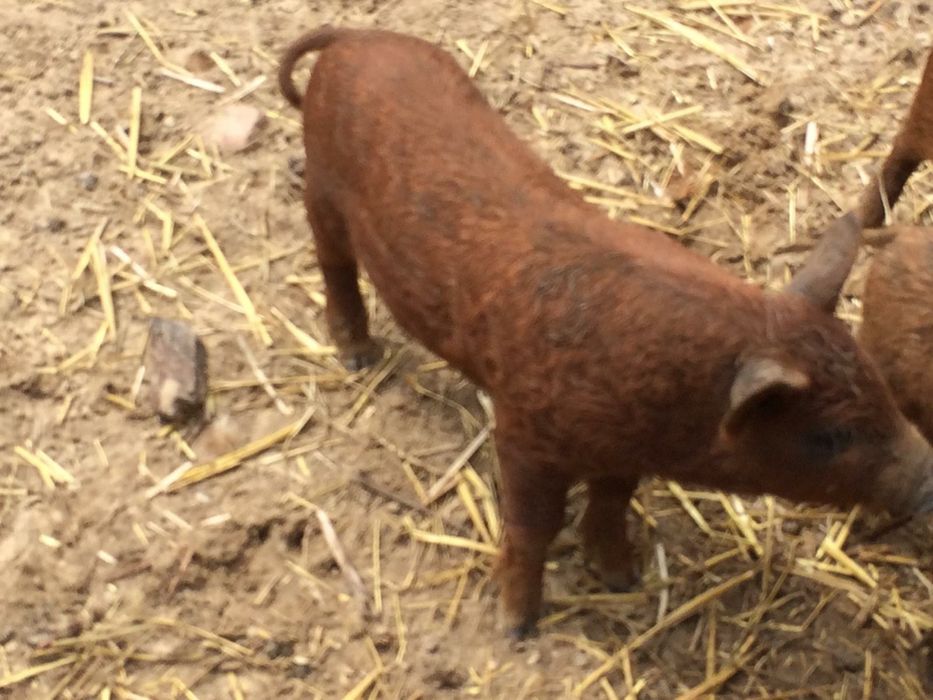 Szynka wieprzowa  wędzona tradycyjnie