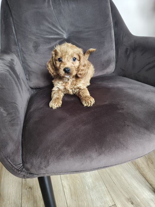 Cockapoo hybryda F1