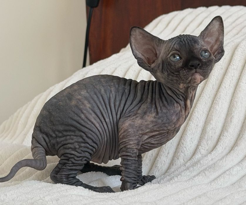 Koteczka rodowod WCF