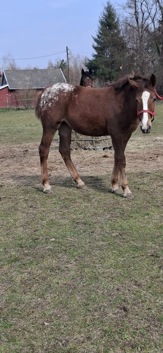 Klaczka tarantka tarant