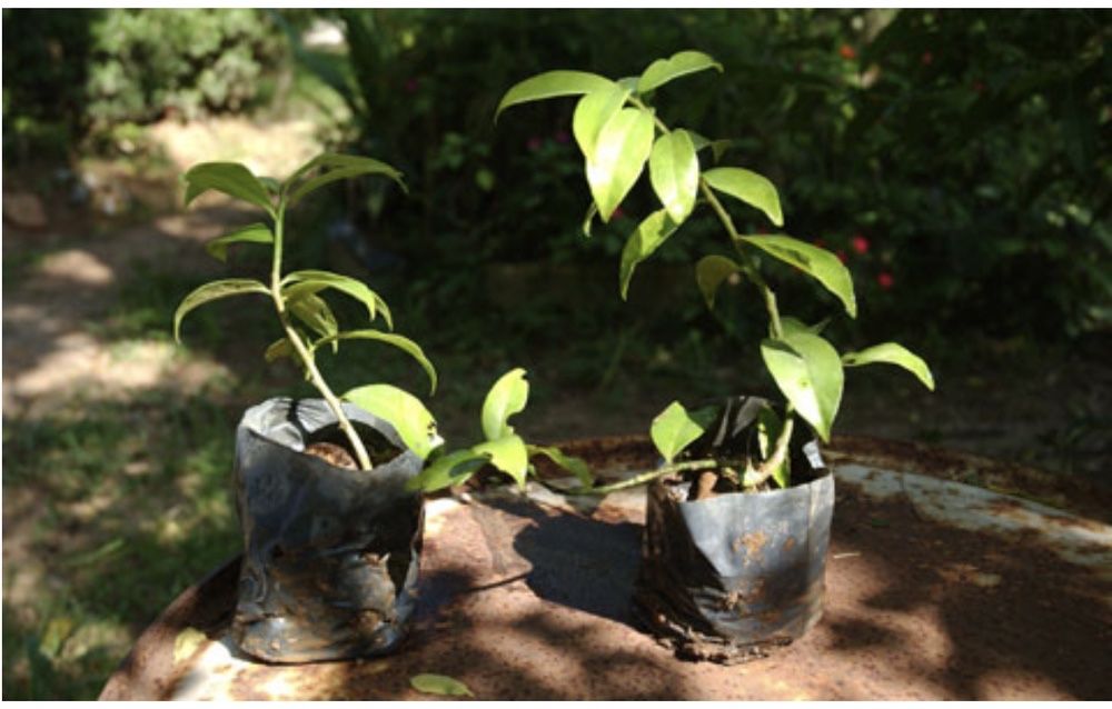 Ora-pró-nóbis (Pereskia aculeata)