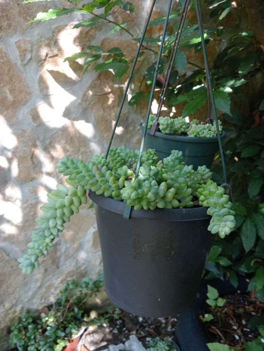 Planta natural, suculenta pendente, Rabo de burro ou Dedo de moça