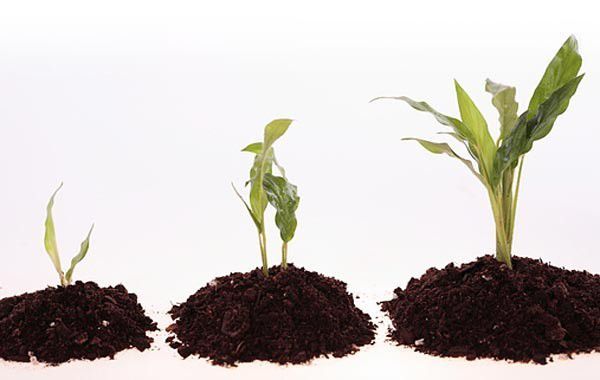 Гумат калію (сухий)