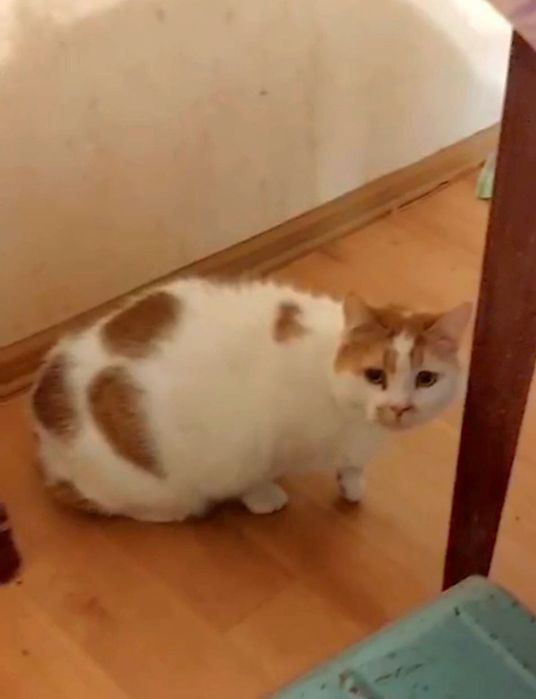 Отдам рыже-белого кота, кастрирован, умерла хозяйка