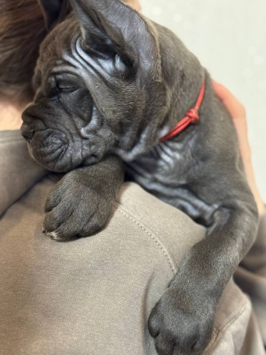 Корси до Вашої уваги