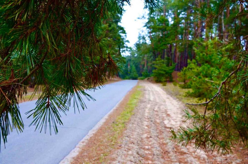 Земельна ділянка в сосновому лісі на березі річки