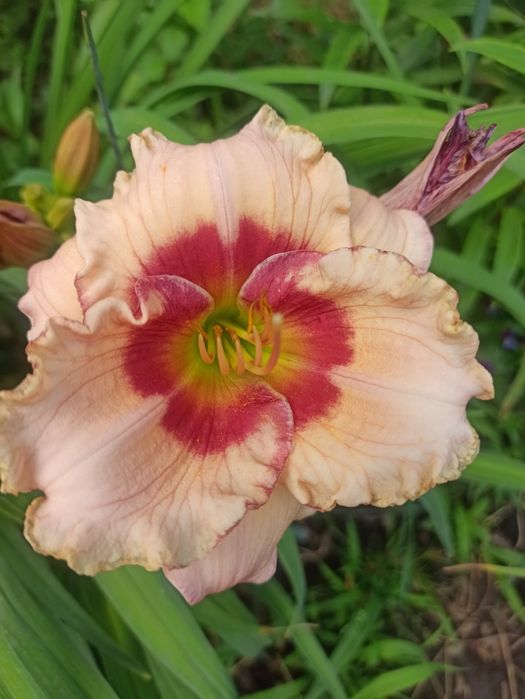 Продам лілейники