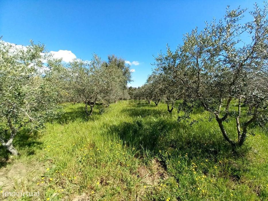 Quinta com 24750m2 Louriçal do campo