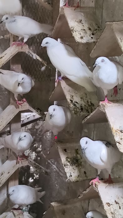 Sprzedam ok 130 gołębi są to bialoogony i wyloty