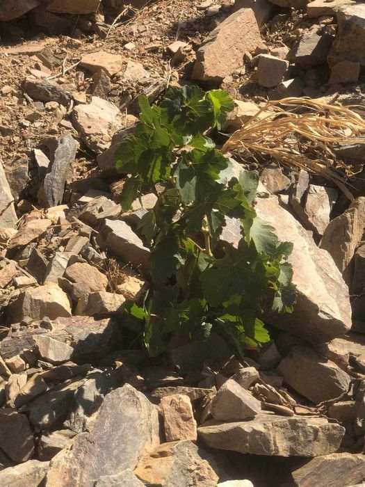 Videiras enxertados/Bacelos bravos