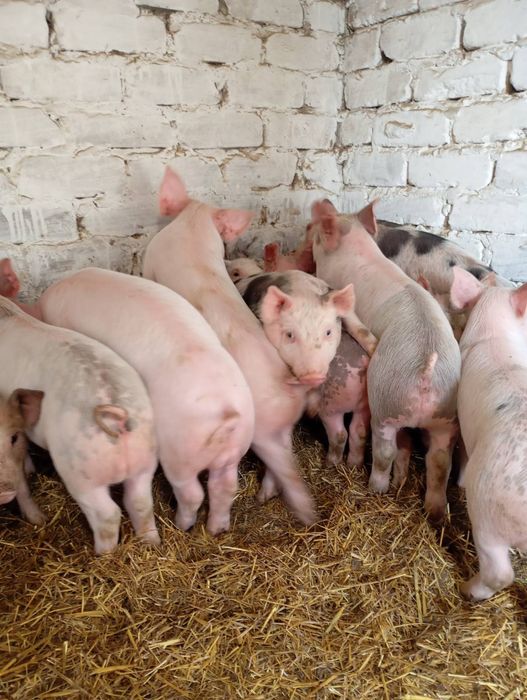 Продам гарних поросят.