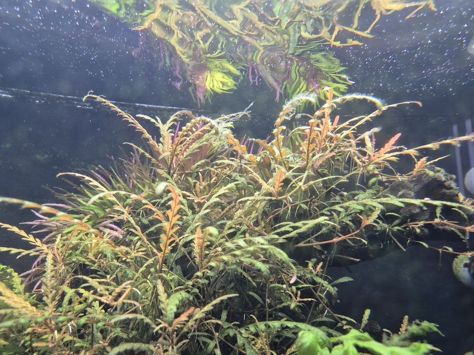 Akcesoria akwariowe zamienię na małe akwarium