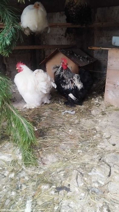 Карликовий Кохінхін