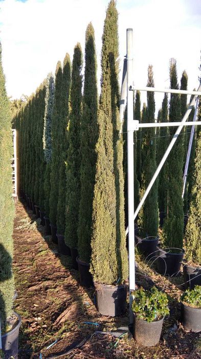 Cupressus Totem 100/600cm