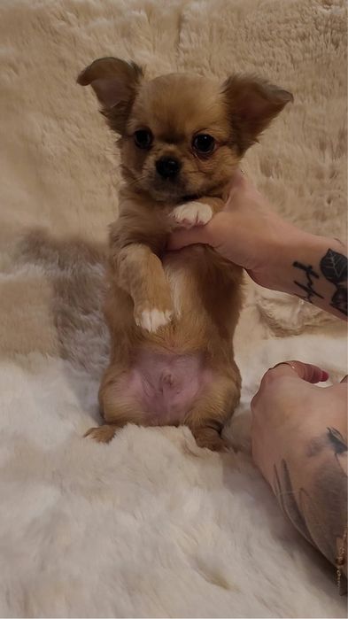 Chihuahua piesek merle długowłosy!!!