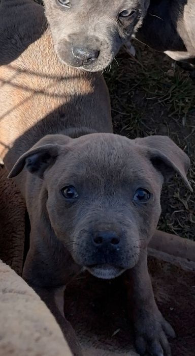Staffik.  Staffordshire bull terrier SUNIA  staffik