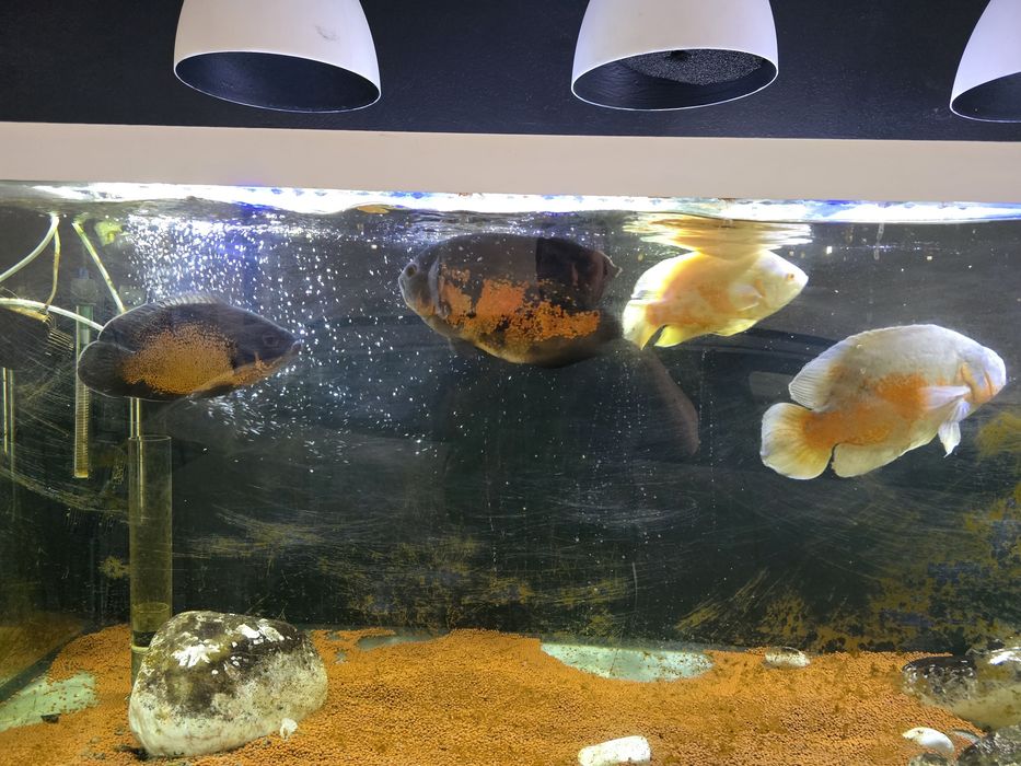 5 peixes Oscar Adulto