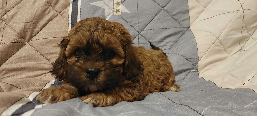 Piękny piesek Shih po