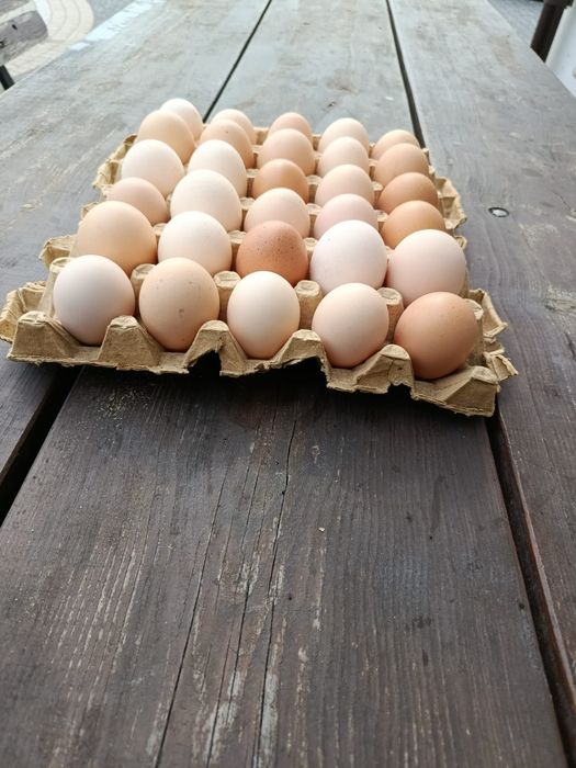 Wiejskie jaja świeże  , 1 zł sztuka