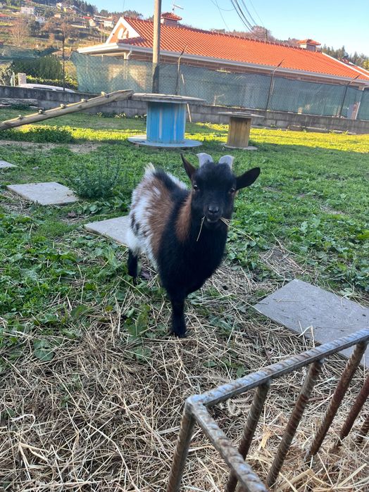 Macho- anão cerca de 1 ano de idade boa raça