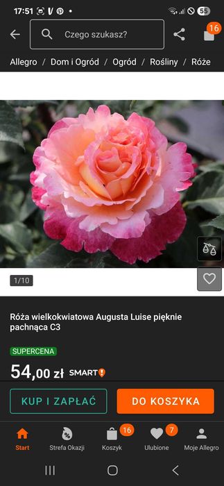 Róża pienne ładne