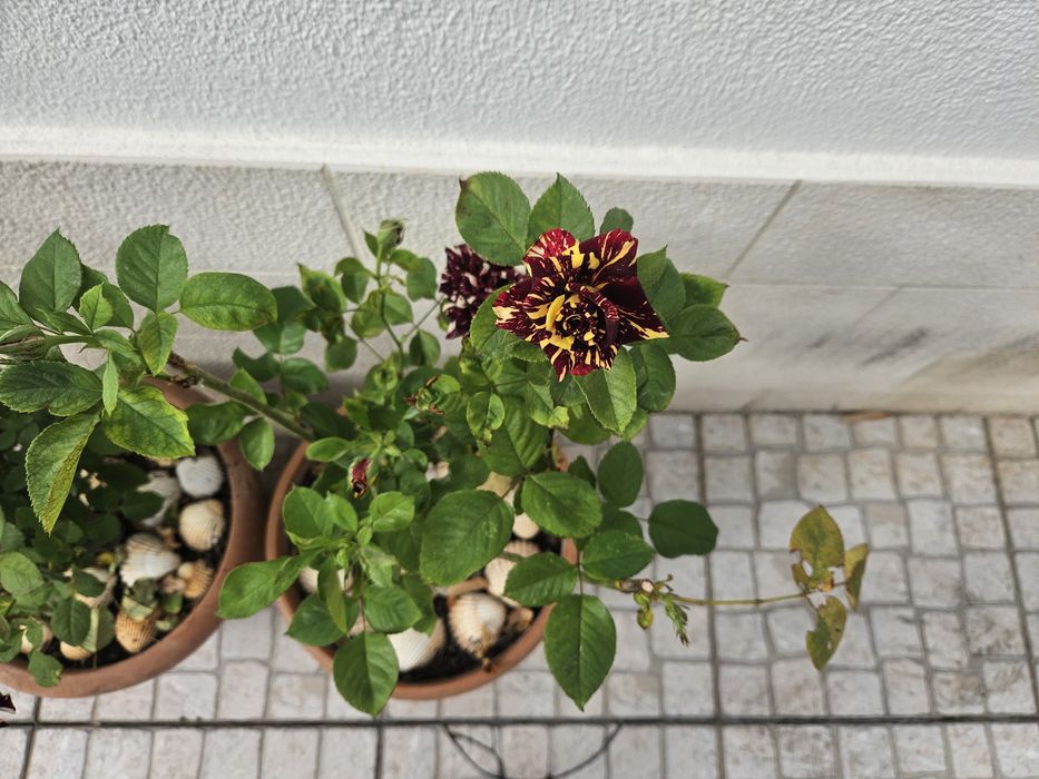 Roseira variegata tricolor