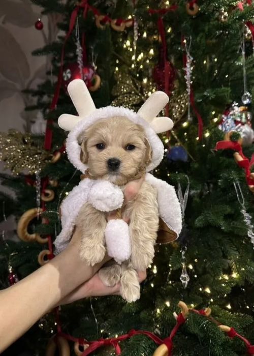 Мальчики и девочки Мальтипу