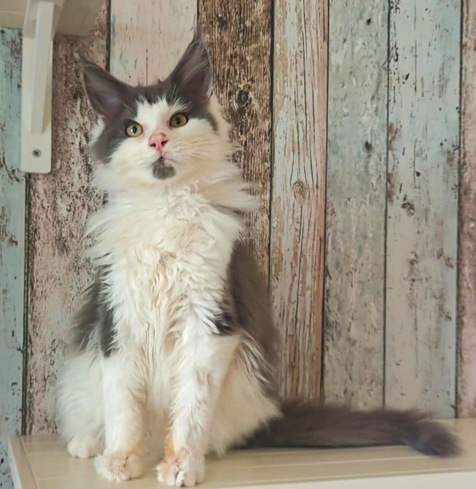 Rodowód FPL-Piękny dorodny Kocurek Maine Coon- dostępny w połowie lute