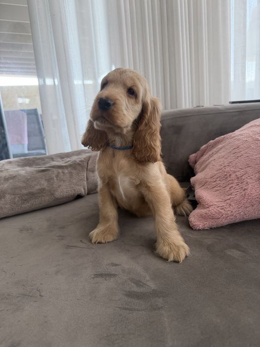 Cocker menino  lindo