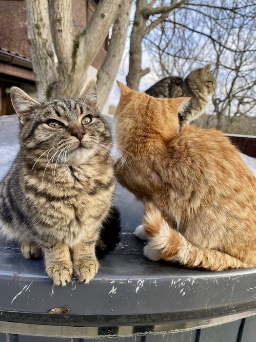 Котики в добрі руки