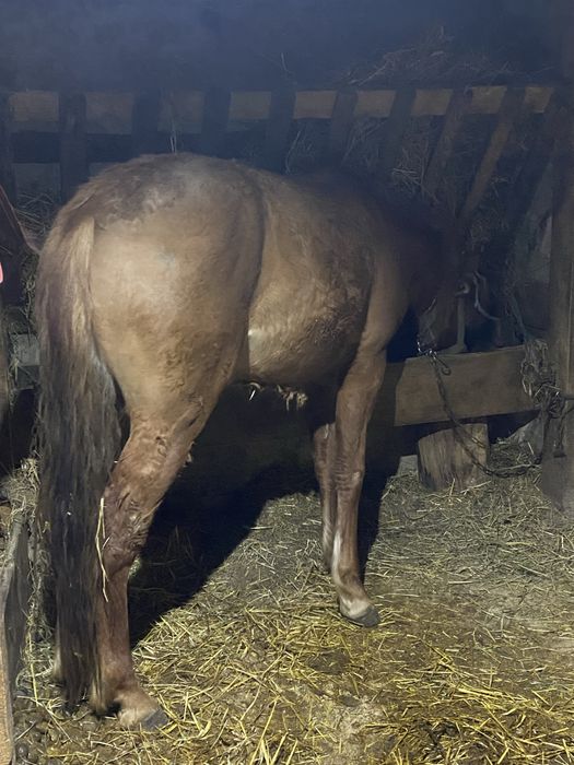 Продам робочого коня