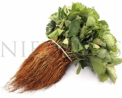 SADZONKI TRUSKAWEK ZIELONE – Silne, Zdrowe od Niewczas Szkółka