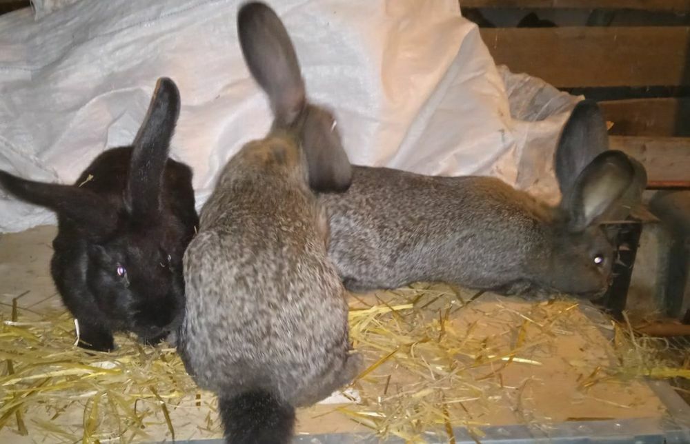 Króliki  3kg do dalszej hodowli