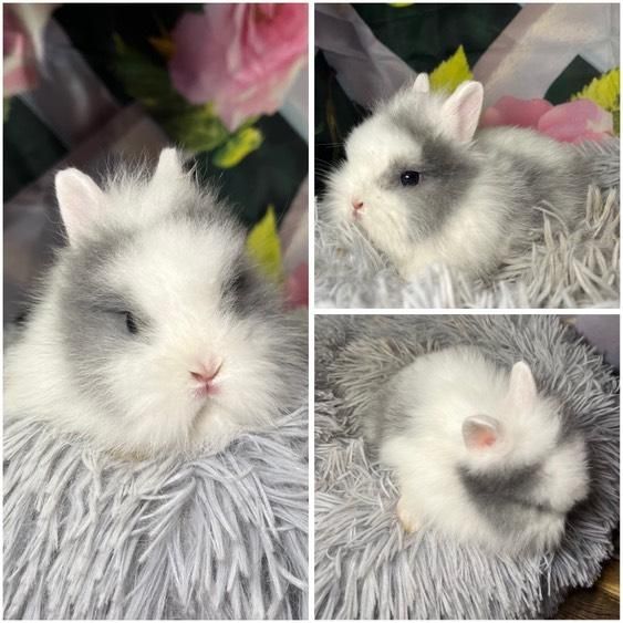 Karzełki Teddy Mini