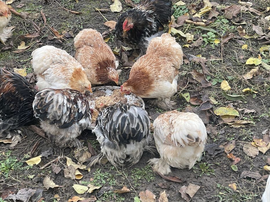 Продам карликові кохінхіни