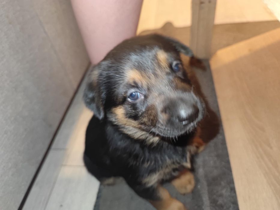 Oddam  za darmo owczarek niemiecki pitbull mix rodwailer