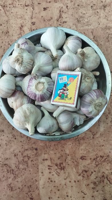 Часник домашній з села