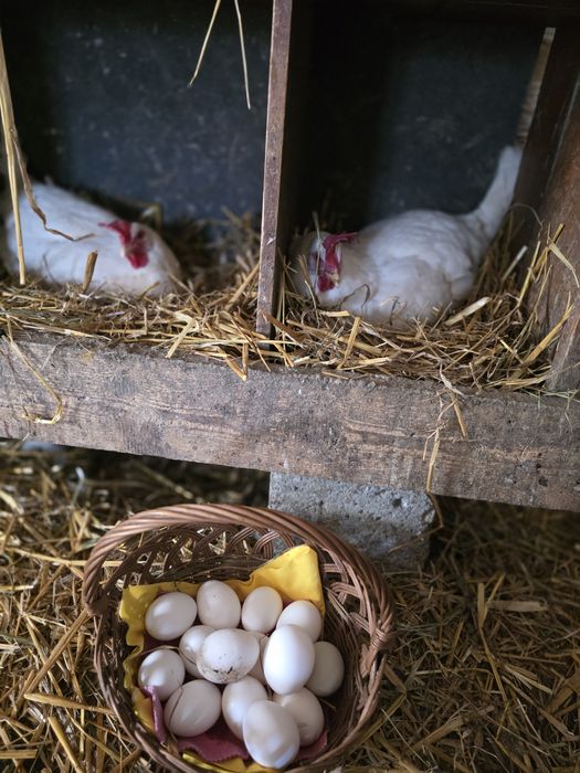 Jaja lęgowe leghorn, nioski, kury