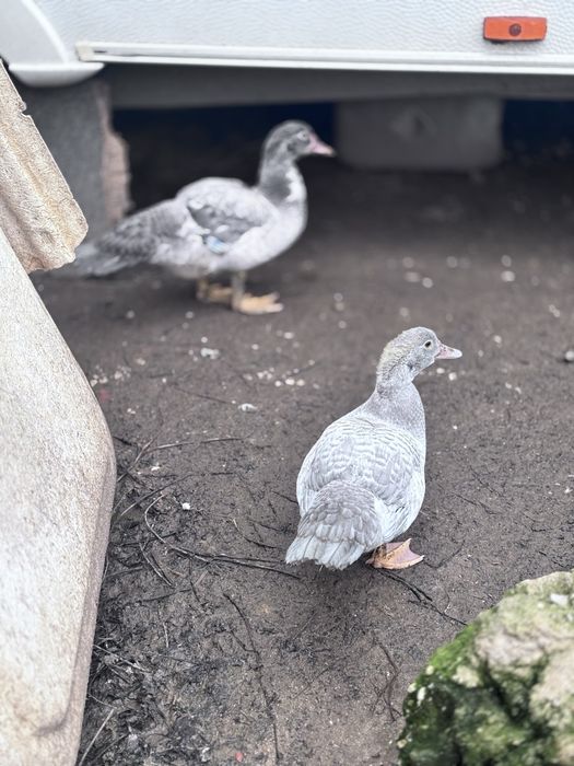 Patos e patas  pequeninis medio e grande.
