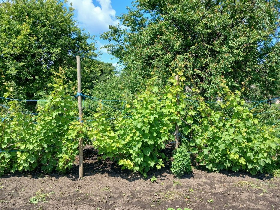 Продам дачу в селі Богданівка