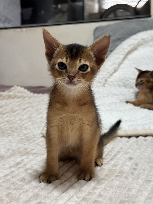 Абиссинские котята