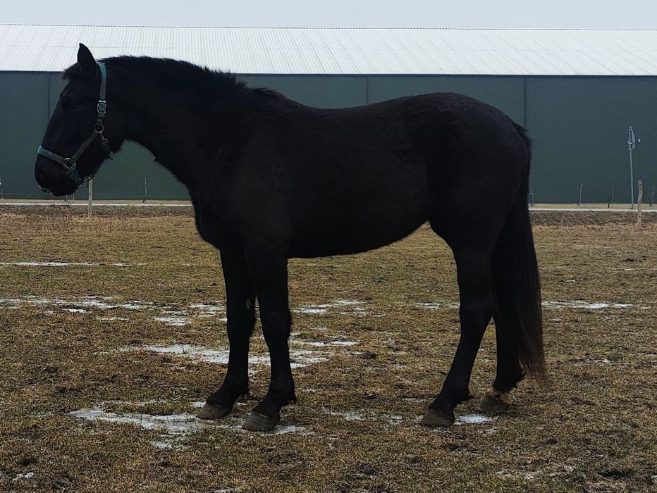 Klacz Śląska 3 lata. Księgą Główna Dotacyjna Zamiana