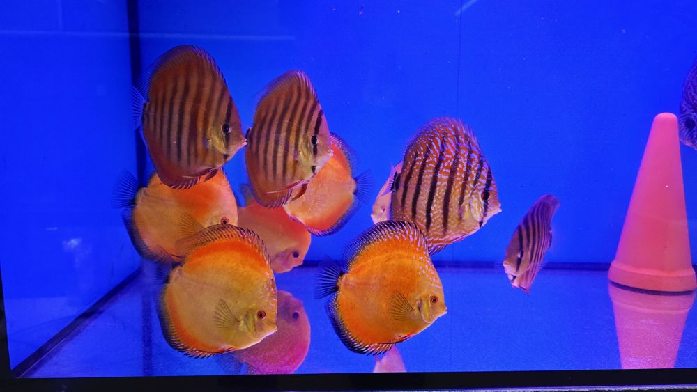 Dyskowce paletki red melon 12cm